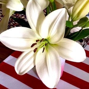 Meet your Posher, Betsy